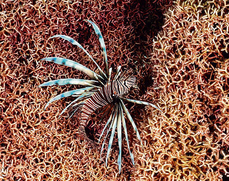 צילומים: גיא רענן, מחקר ימים ואגמים בישראל yk14239128