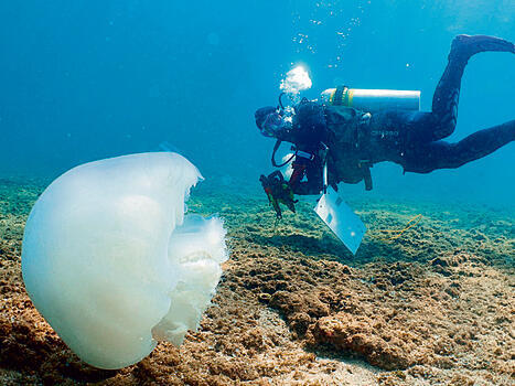ניטורים בים התיכון של ישראל | צילומים: גיא רענן, מחקר ימים ואגמים בישראל yk14239129