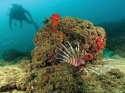צילומים: גיא רענן, מחקר ימים ואגמים בישראל yk14239130