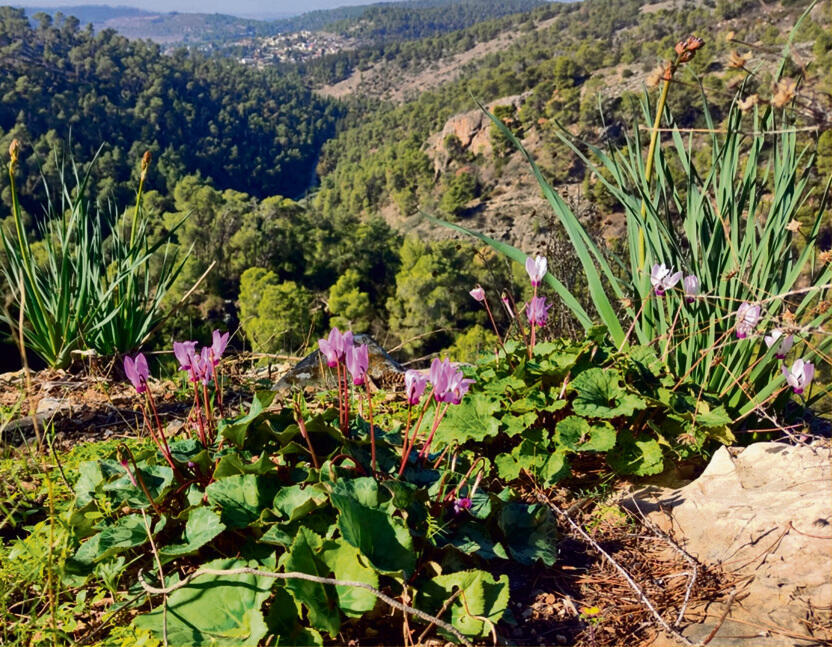צילום: ערן גל-אור yk14241456