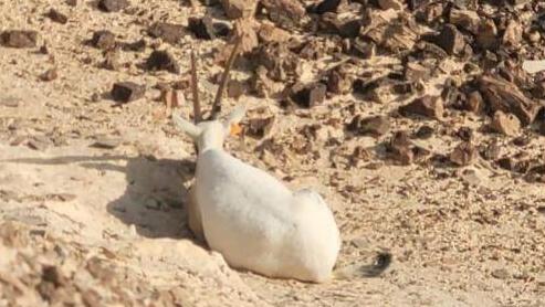 עצוב: נקבת ראם לבן מתה לאחר שאכלה שקיות פלסטיק