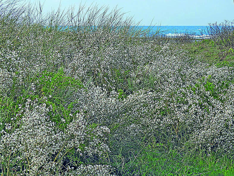 צילום:נעם עביצל