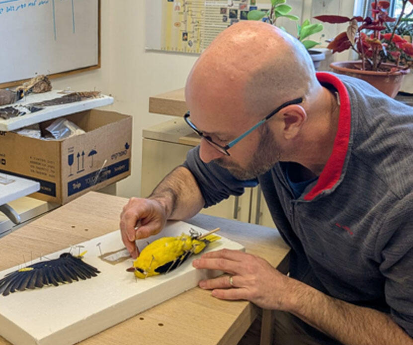 פחלוץ עופות במוזיאון הטבע ע"ש שטיינהרדט (צילום: עמוס בלמקר) פחלוץ עופות במוזיאון הטבע ע"ש שטיינהרדט