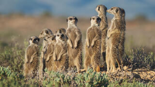 משפחת סוריקטות