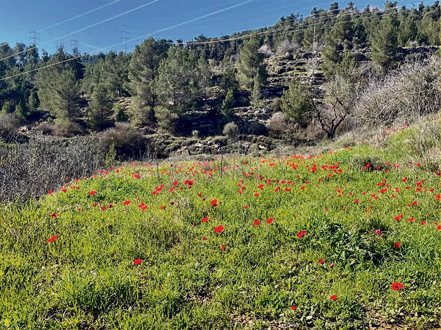 צילום: ערן ודוד גל אור yk14264891