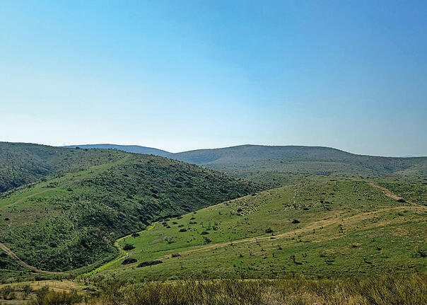 צילום: שחר כפיר yk14266504