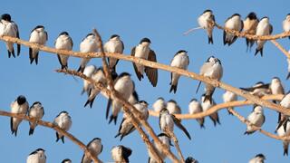 טסיות בתים באילת