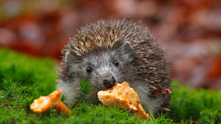 קיפוד אירופי ניזון מפטריות