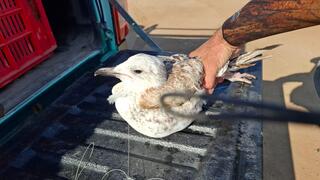 שחף הים הכספי