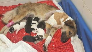 האיחוד של אמא רהט עם גוריה, לפני הניתוח להסרת הרגל