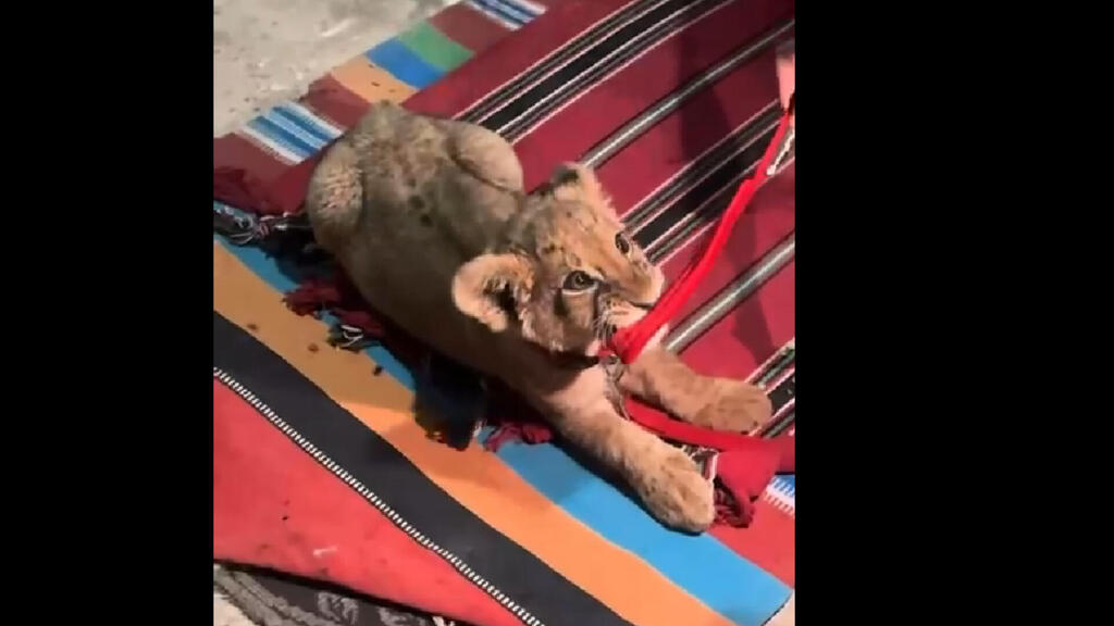 One of the lion cubs אחד משני גורי אריות שתועדו בנגב