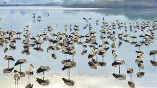 הראשונים להגיע - הזכרים. חסידות באגמון החולה