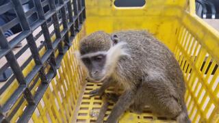 הקוף שנמצא הערב