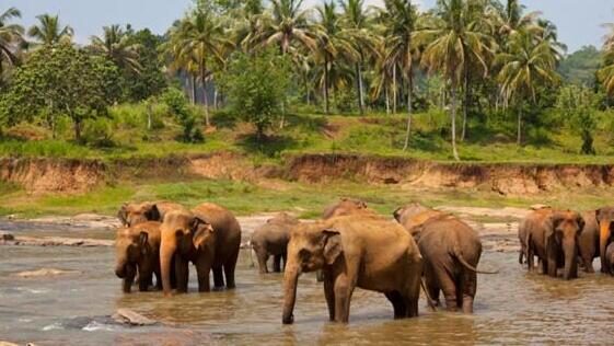 טבע פראי - להקת פילים - ויאטנם