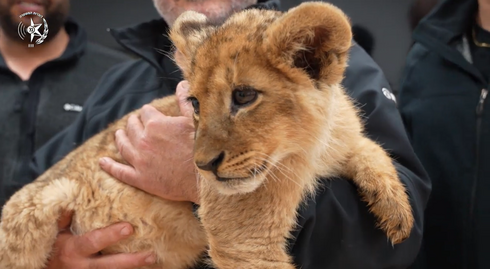 Palestinian jailed for trying to sell lion cub