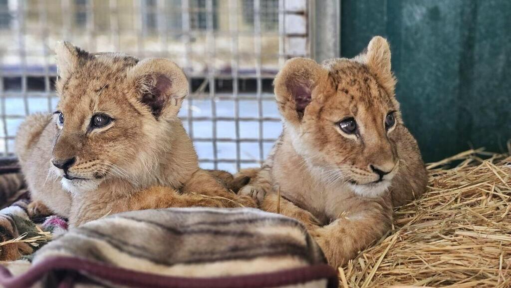 Two lion cubs that were rescued (Photo: Moshe Levi) גורי האריות בקריית מוצקין