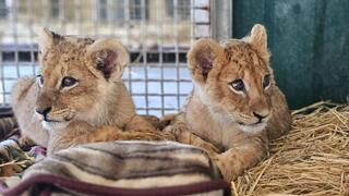גורי האריות בקריית מוצקין
