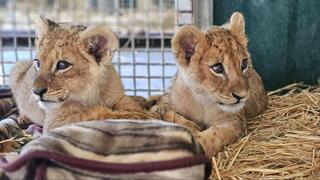 גורי האריות בקריית מוצקין