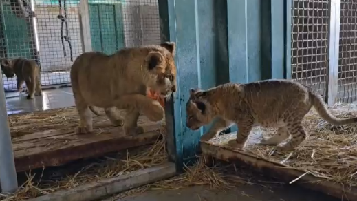 הגורה הרביעית נפגשת עם אחד הגורים האחרים