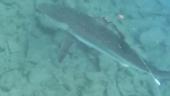 הכרישה שנתפסה במשקולת ובחוט דיג