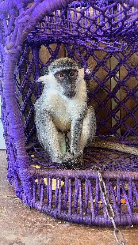 A monkey that was located in the north (Photo: Israel Police, Israel Nature and Parks Authority) הקוף שהתגלה בצפון