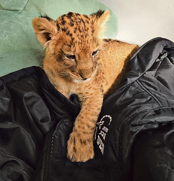 גורת האריות שאותרה סמוך לכפר־קאסם בסוף השבוע | צילום: רשות הטבע והגנים yk14298441