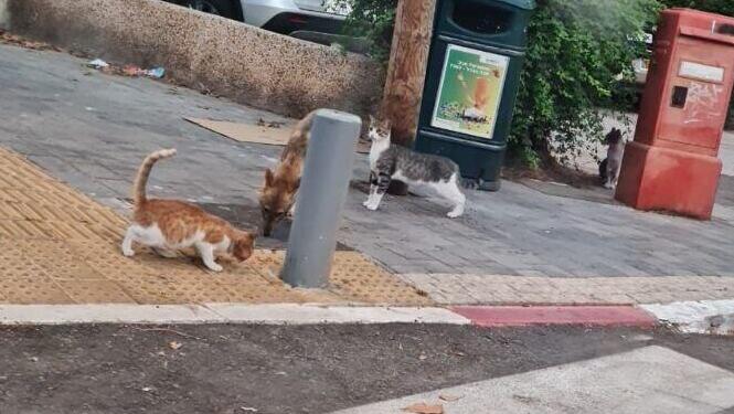 תנים בתל אביב