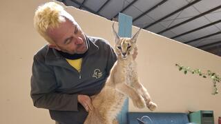 הקרקלית לאחר שנלכדה