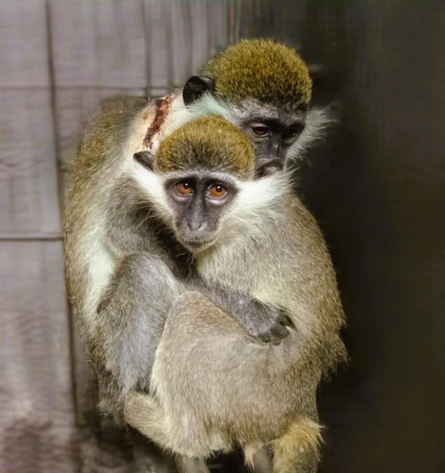 Monkeys Adva and Marcy הקופות אדווה ומרסי