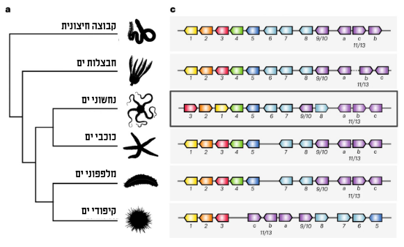 החוקרים השוו את תפקידי הגֵנים שפעלו אצל נחשון הים לתפקידיהם אצל יצורים אחרים, ובדקו אם אותם גֵנים מעורבים בחלוקת התאים ברגנרציה, בגדילה ובהתמיינות. קבוצות שונות של בעלי חיים, הקרבה שלהם לנחשוני ים והגנים שלהם (צילום: מתוך המאמר, Parey et al., 2024) החוקרים השוו את תפקידי הגֵנים שפעלו אצל נחשון הים לתפקידיהם אצל יצורים אחרים, ובדקו אם אותם גֵנים מעורבים בחלוקת התאים ברגנרציה, בגדילה ובהתמיינות. קבוצות שונות של בעלי חיים, הקרבה שלהם לנחשוני ים והגנים שלהם