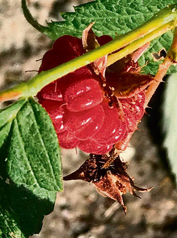 צילום: רותי רוסו yk14300531