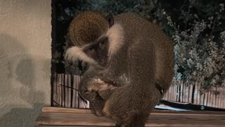 הקוף שהתגלה הלילה