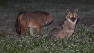 התרגלו לעיר. תנים בתל אביב