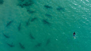 להקת כרישים שתועדה מול חופי חדרה