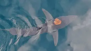 התמנון על גב הכריש