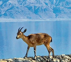 צילום: יניב כהן, רשות הטבע והגנים yk14311613
