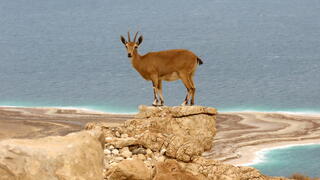 יעל על רקע ים המלח