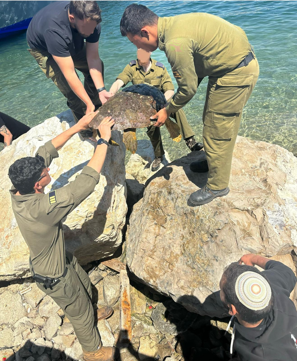 הצילו חיים. חילוץ הצב ששקל רק 23 ק"ג (צילום: חיל הים) הצילו חיים. חילוץ הצב ששקל רק 23 ק"ג