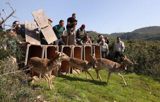 שחרור היחמורים