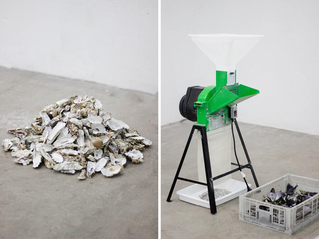 Turn clams into raw material for construction (Photo: Camila Piazza) הופכים צדפות לחומר גלם לבנייה