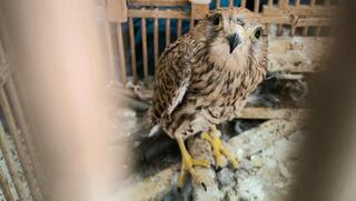 הבז שהוחזק בכלוב בניגוד לחוק