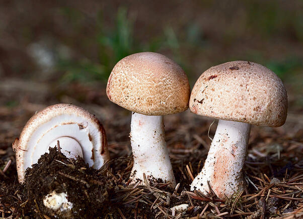 צילום: שאטרסטוק yk14315260