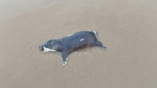 אחד מההיפופוטמים שנמצאו מתים בפארק הלאומי וירונגה שברפובליקה הדמוקרטית של קונגו, כתוצאה ממחלת האנתרקס