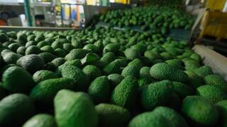 אבוקדו גרנות אבוקדו גרנות