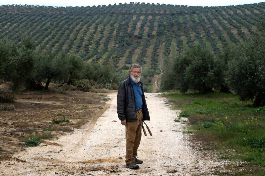 פרנסיסקו רואיז פאלומו, נשיא קואופרטיב יצרני שמן הזית לה לופרנה, במטע הזיתים שלו בלופרה