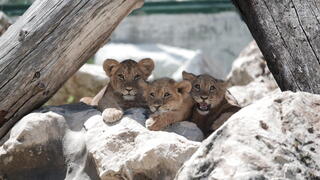 שלושה מתוך ארבעת הגורים שהובאו לחי פארק