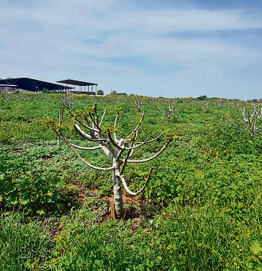 צילום: נדב מיצנר yk14332701