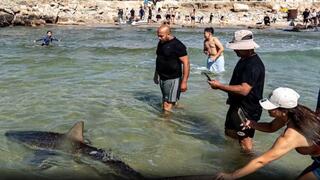 תיעודי המתרחצים והמחדל שקדם לתקיפת הכריש בחדרה: "הזהרתי שלא ייכנס למים"