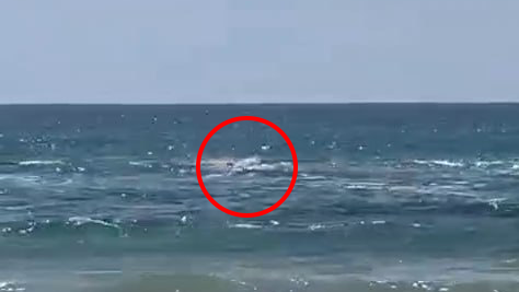 כריש נושך צוללן בחוף בחדרה 