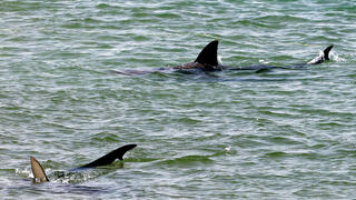 חיפושים בחוף נחל חדרה לאחר תקיפת הכריש